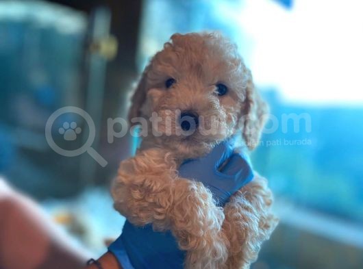 Toy Poodle görsel