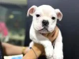 İngiliz Bulldog