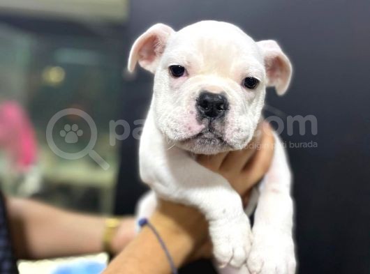 İngiliz Bulldog görsel