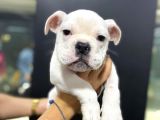 İngiliz Bulldog