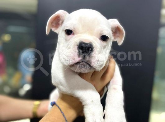 İngiliz Bulldog görsel
