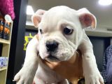 İngiliz Bulldog