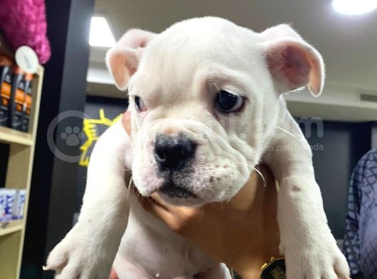 İngiliz Bulldog görsel