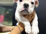 İngiliz Bulldog