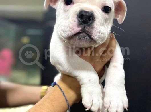 İngiliz Bulldog görsel