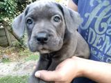 Blue ve Black Dev Italiano Cane Corso Puppy