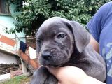 Blue Ve Black Dev Italiano Cane Corso Puppy