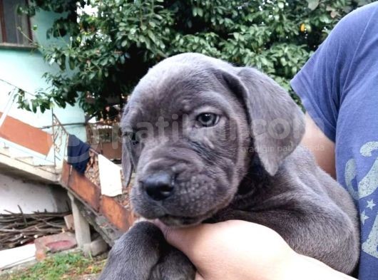 Blue Ve Black Dev Italiano Cane Corso Puppy görsel