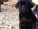 Blue Ve Black Dev Italiano Cane Corso Puppy