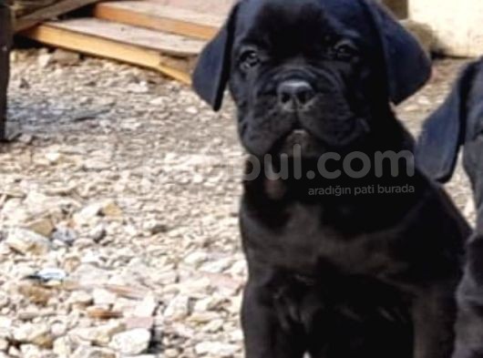 Blue Ve Black Dev Italiano Cane Corso Puppy görsel