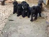 Blue Ve Black Dev Italiano Cane Corso Puppy