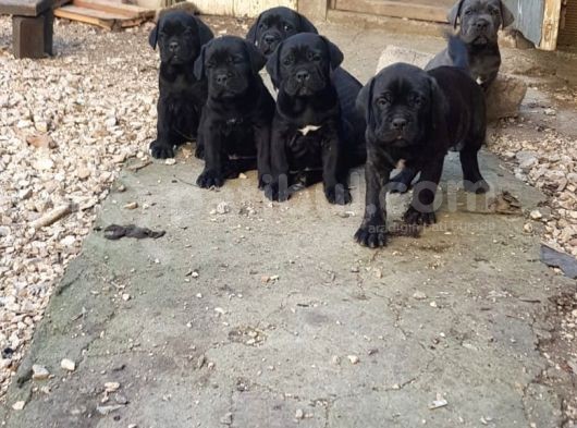 Blue Ve Black Dev Italiano Cane Corso Puppy görsel
