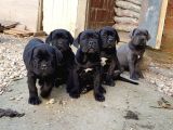 Blue Ve Black Dev Italiano Cane Corso Puppy