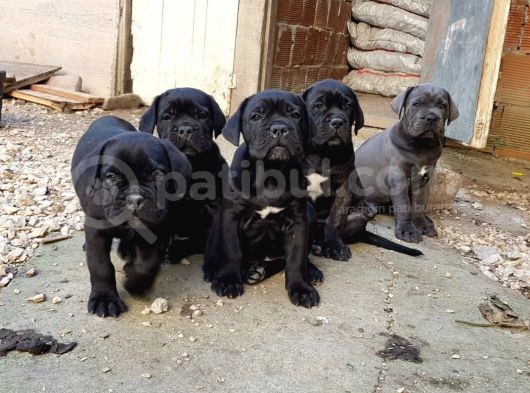 Blue Ve Black Dev Italiano Cane Corso Puppy görsel