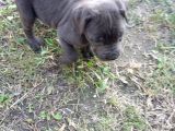 Blue Ve Black Dev Italiano Cane Corso Puppy
