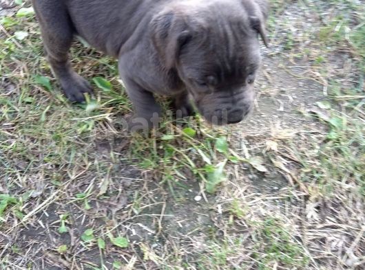 Blue Ve Black Dev Italiano Cane Corso Puppy görsel