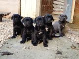 Blue Ve Black Dev Italiano Cane Corso Puppy