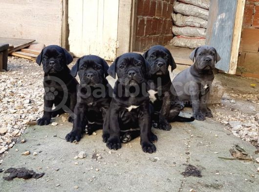 Blue Ve Black Dev Italiano Cane Corso Puppy görsel