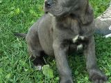 Blue Ve Black Dev Italiano Cane Corso Puppy