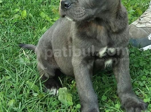 Blue Ve Black Dev Italiano Cane Corso Puppy görsel