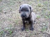 Blue Ve Black Dev Italiano Cane Corso Puppy