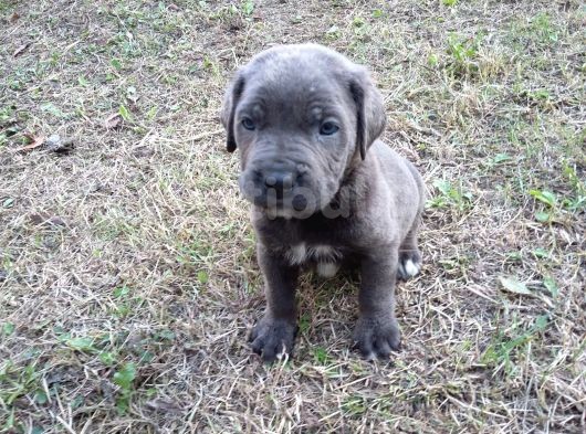 Blue Ve Black Dev Italiano Cane Corso Puppy görsel
