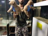 Giant Poodle