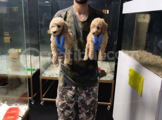 Giant Poodle görsel