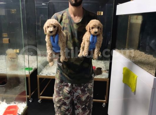 Giant Poodle görsel
