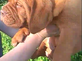 Bordeaux Mastiff