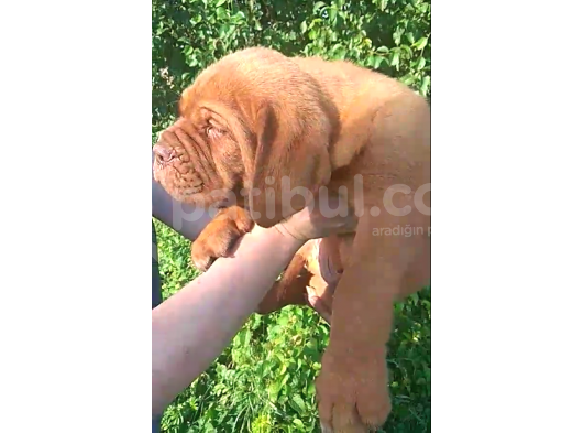 Bordeaux Mastiff görsel