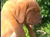 Bordeaux Mastiff
