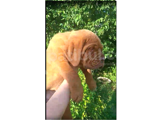 Bordeaux Mastiff görsel