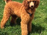 Giant Poodle