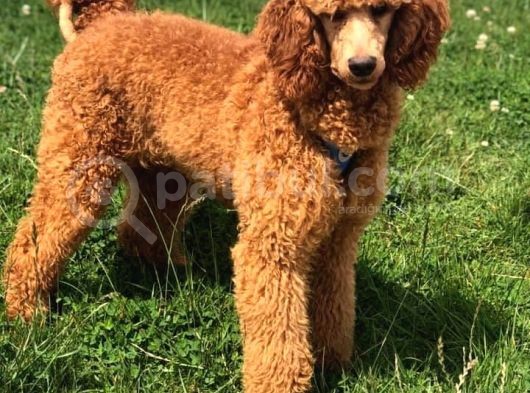 Giant Poodle