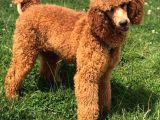 Giant Poodle