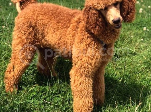 Giant Poodle görsel