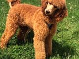 Giant Poodle
