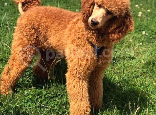 Giant Poodle görsel