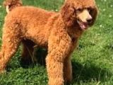 Giant Poodle
