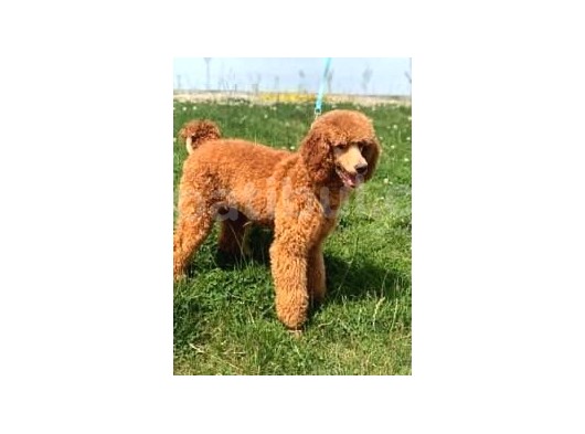 Giant Poodle görsel