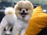 Pomeranian Boo