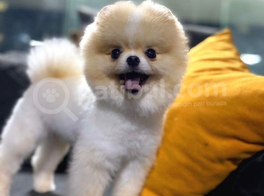 Pomeranian Boo görsel