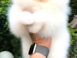 Pomeranian Boo