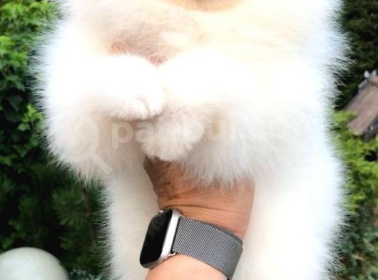 Pomeranian Boo görsel