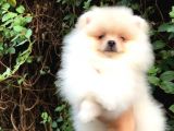Pomeranian Boo