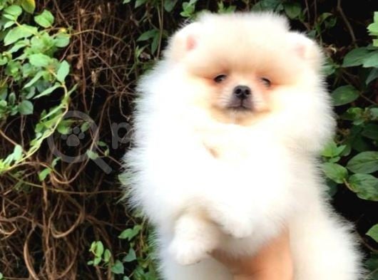 Pomeranian Boo görsel