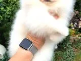 Pomeranian Boo