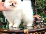 Pomeranian Boo