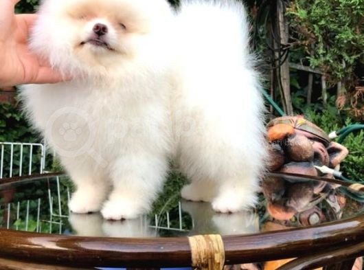 Pomeranian Boo görsel